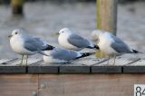20200219_Stormmeeuw_Hoornse Plas_06